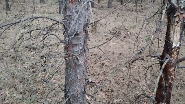 Жизнь за кадром. Отвезли сына на вокзал, заглянули в сосновый бор.