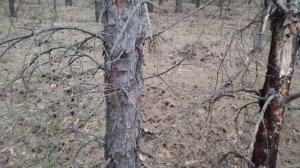 Жизнь за кадром. Отвезли сына на вокзал, заглянули в сосновый бор.