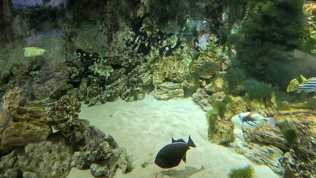 Океанариум Когалым 2022г.