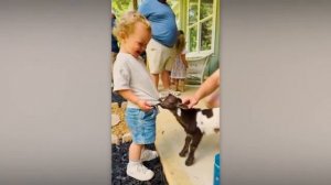 Животные приколы и не только😅