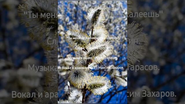 Ты меня не любишь, не жалеешь