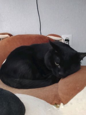 коты и я отвечаем на вопросы