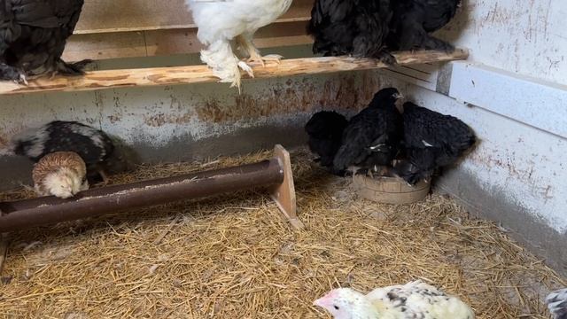 Про кохинхинов