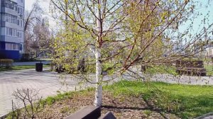 Молодая берёзка в сквере/Жизнь в провинции/Россия 🇷🇺