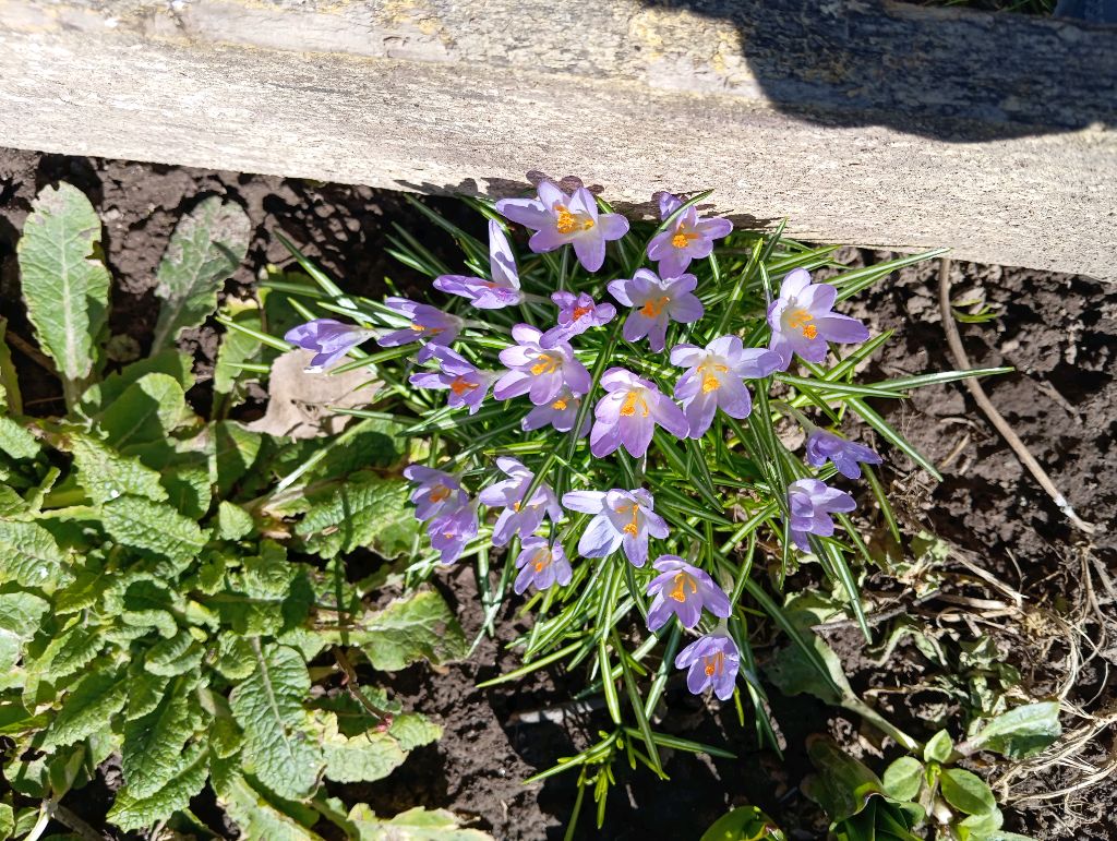 весенний букетик