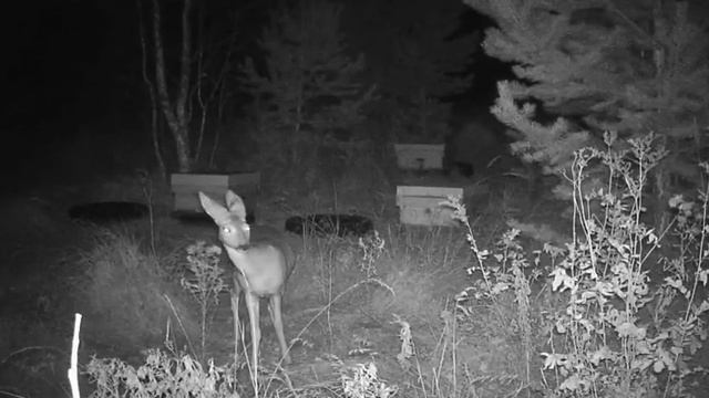 Косуля попала в фотоловушку