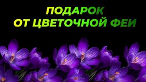ПОДАРОК ЦВЕТОЧНОЙ ФЕИ