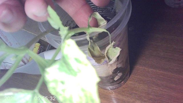 Обзор рассады кабачков сорта 