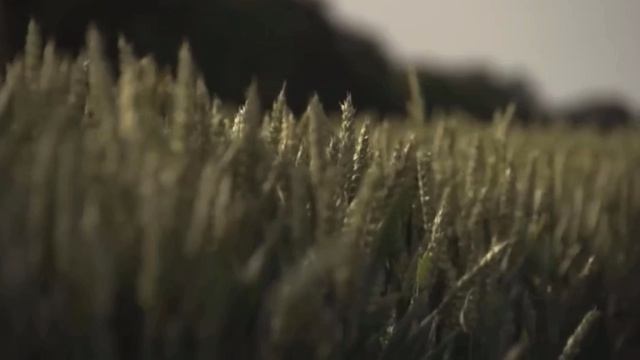 МЕДИТАЦИЯ на деньги и финансовую независимость. Успокаивает, заряжает на успех. Автор Елена Вальяк.