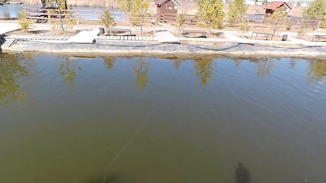 Солнце апрель и красивая форель 