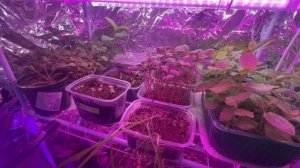 Как выросли мои сеянцы на 19 апреля 2026 года