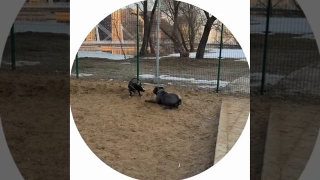 Абелла # Привет из дома