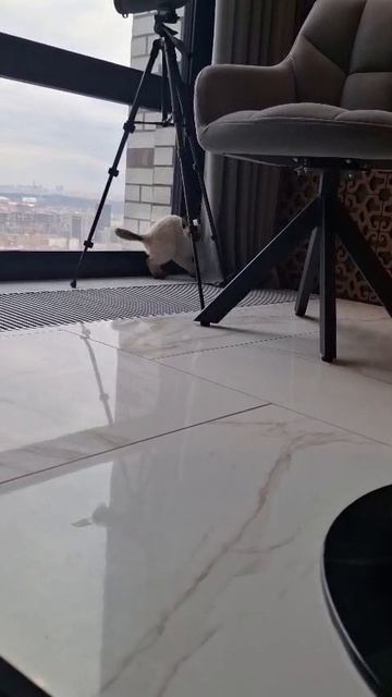 Тайская кошечка Sierra Gamlet в новом доме😀