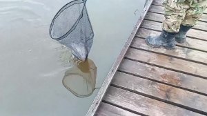 Поимка Форели на блесну