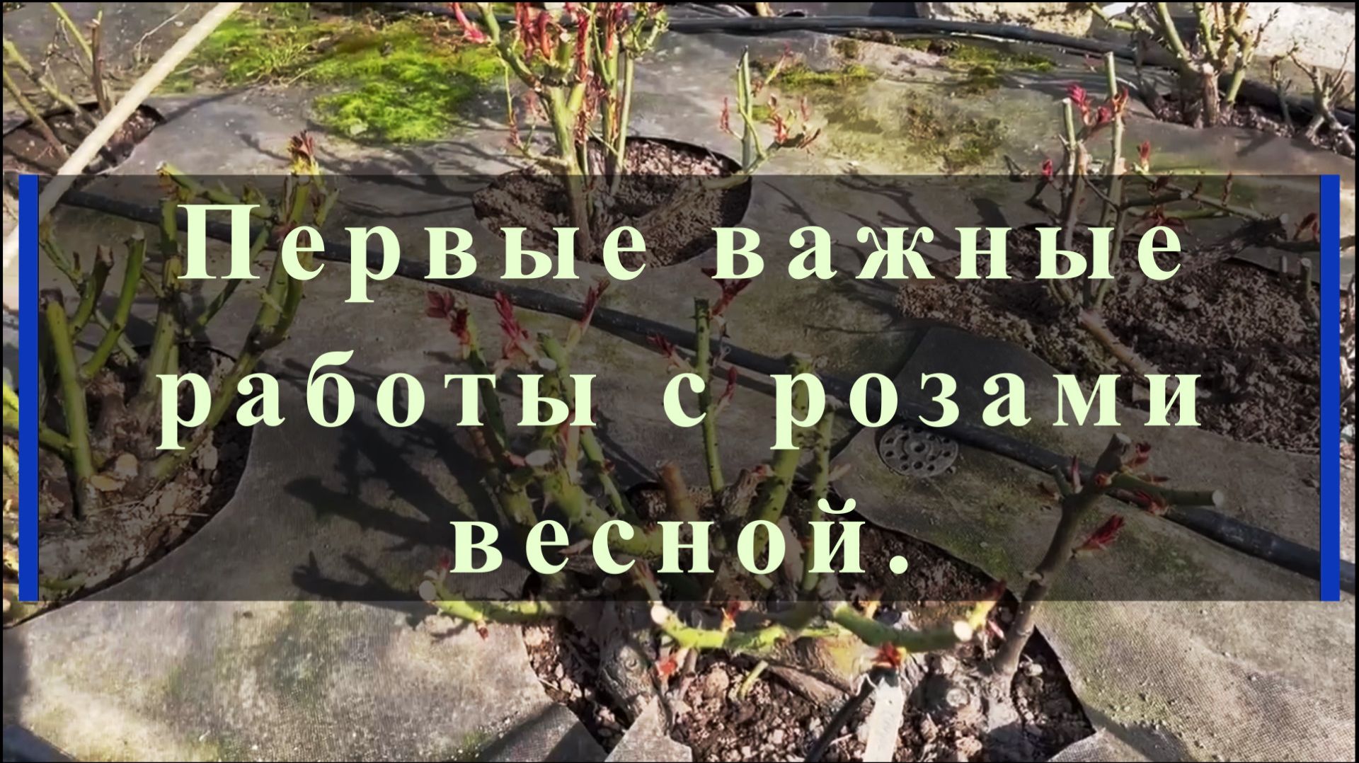 Первые важные работы с розами весной.