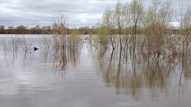 Новое место. тоже половодье. ( 19 апреля)