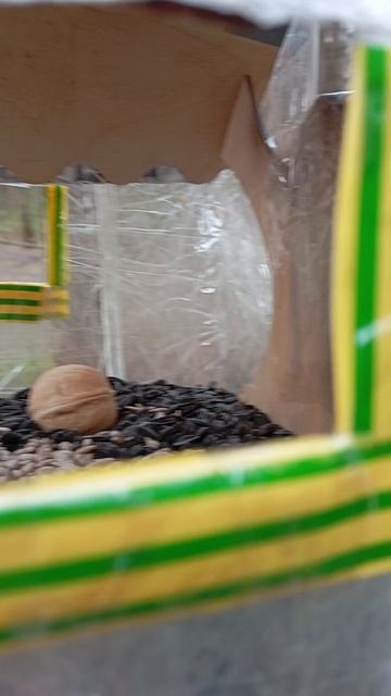 Поменяла одну дальнюю кормушку на новую, ранее отремонтированную. Пополнила кормом кормушки 19.04.26