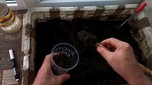 Посев многолетнего цветка энотеры на рассаду