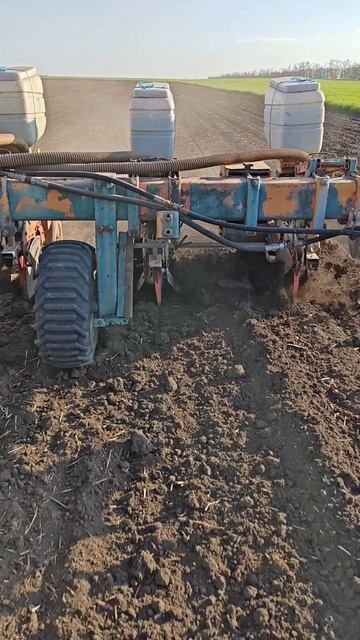 посев кукурузы 2026