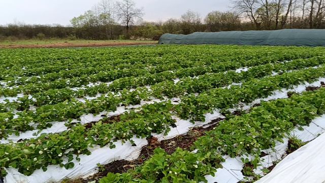 Выращивание клубники в Краснодарском крае, обзор с участка агронома клубничника
