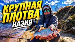 КРУПНАЯ ПЛОТВА. Весенняя рыбалка на Новоладожском канале. Назия