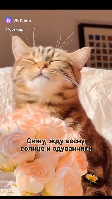 Котик из Vk