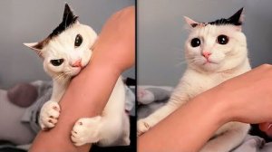 СЛУЧАИ, КОГДА КОШКИ ВЕДУТ СЕБЯ КАК ПРИДУРКИ