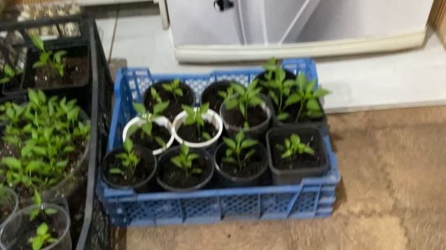 19-04-2026.  Погода испортилась, посадила помидоры в теплицу .