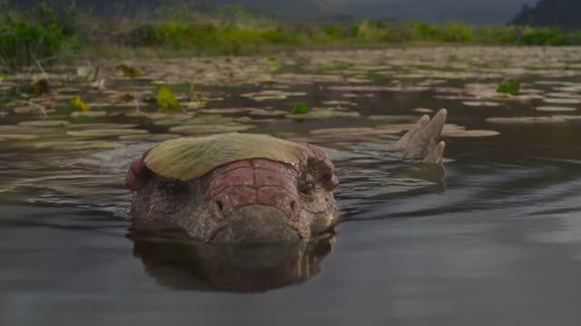 Динозавры (2026) ч.3