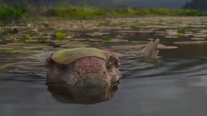 Динозавры (2026) ч.3