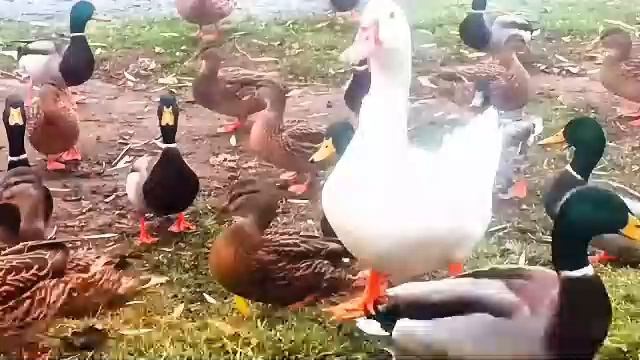 Авторский фильм *Жизнь сбежавшей утки*. Грустная реальная история. 2кр повтор.