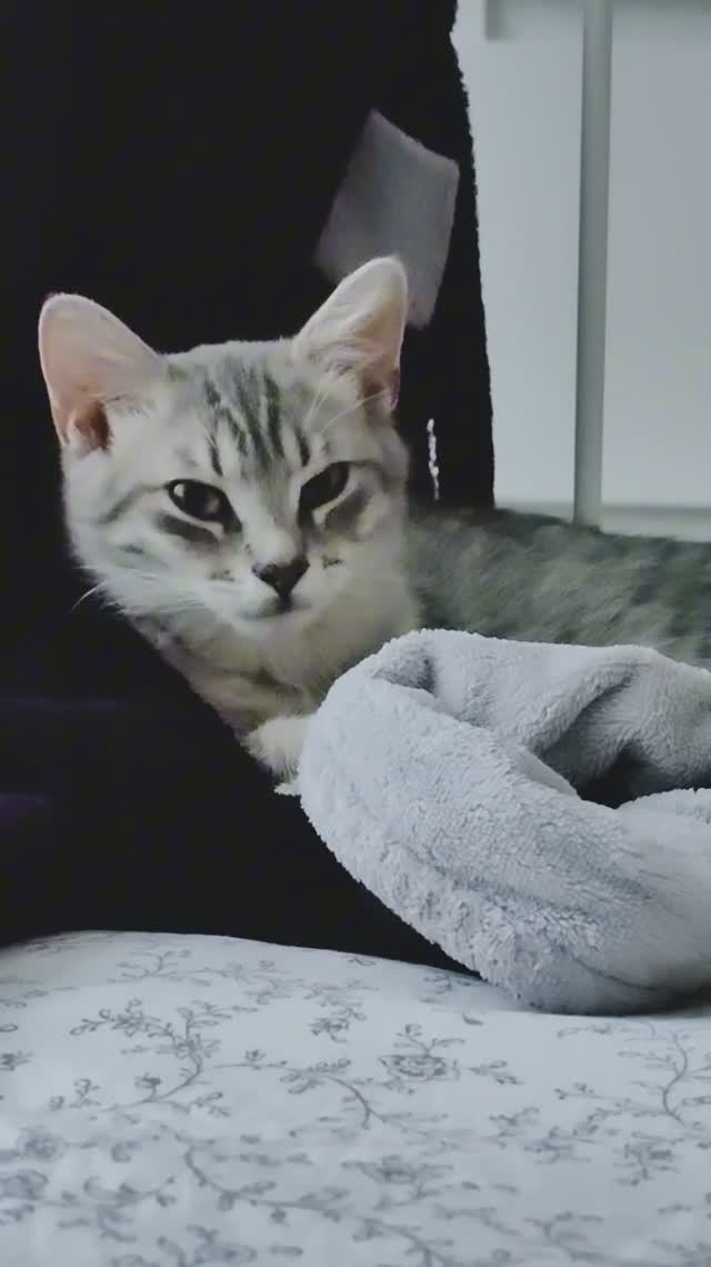 Сергей и Алиса | История двух сердец | Мисти | Тихий час