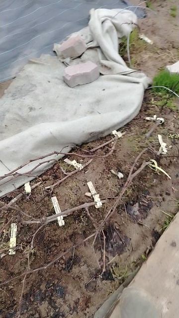 19.04.2026 ночные заморозки