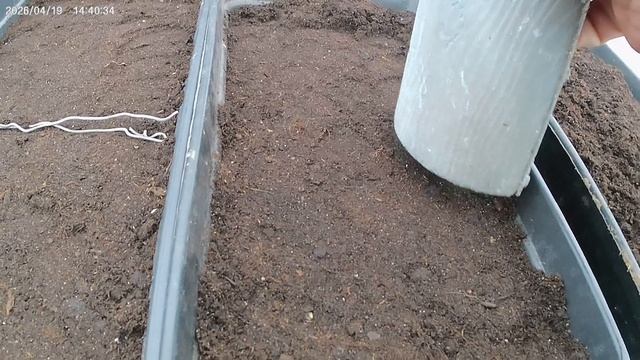 Сею махорку на рассаду.