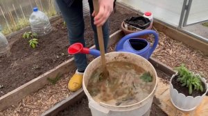 Первая подкормка чеснока/Посадили розы на постоянное место/18.04.2026