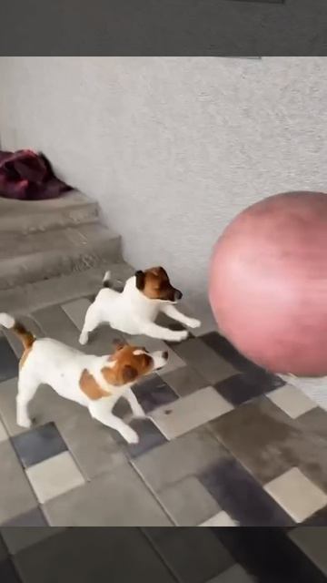 НАШИ ЖИВОТНЫЕ. 20.04.2026г. 🥰🥰🥰 Они для нас СТРАНИЦА В ЖИЗНИ, а мы для них И ЕСТЬ ВСЯ ЖИЗНЬ! 🤥🤗