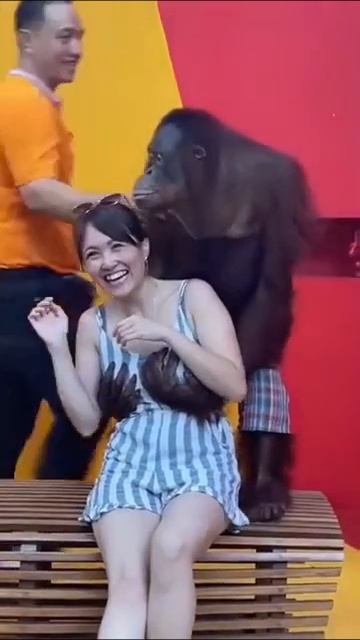 Добродушный флирт орангутана на фотосъемке