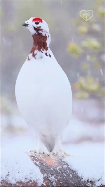 Белая куропатка