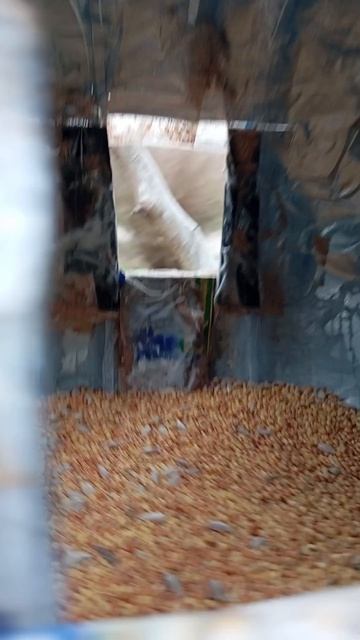 Пополняю кормом ближние кормушки для воробьёв, синиц и белочек (19.04.26.)