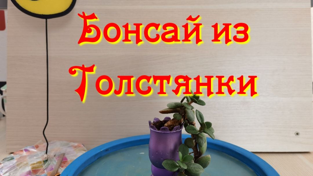 Денежное дерево, формировка.