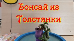 Денежное дерево, формировка.