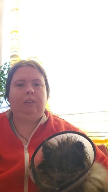 Закапывание глазных капель собаке #шпиц #глаз #капли #лечение