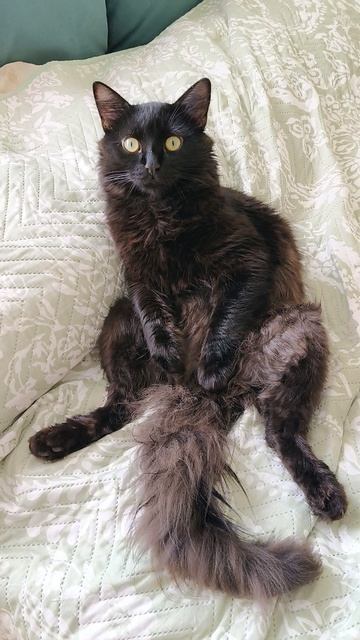 кот Шмяк отдыхает