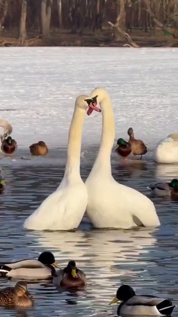 Клип @meowtaverse