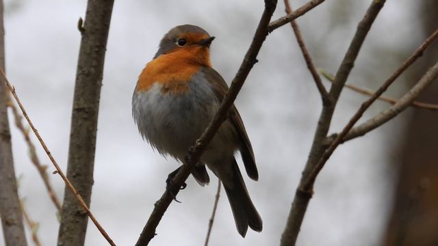 Малиновка поёт, песни птиц, Новгородская область, Перынский скит, 19 апреля 2026