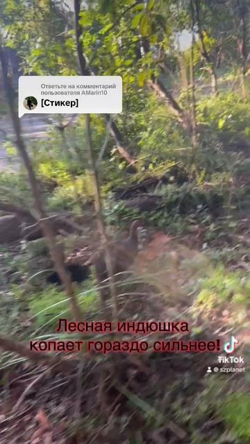 Сосед пришел злой, что курицы копали у него … а я показываю,  кто ещё копал 🙈🤣. Лесная индюшка