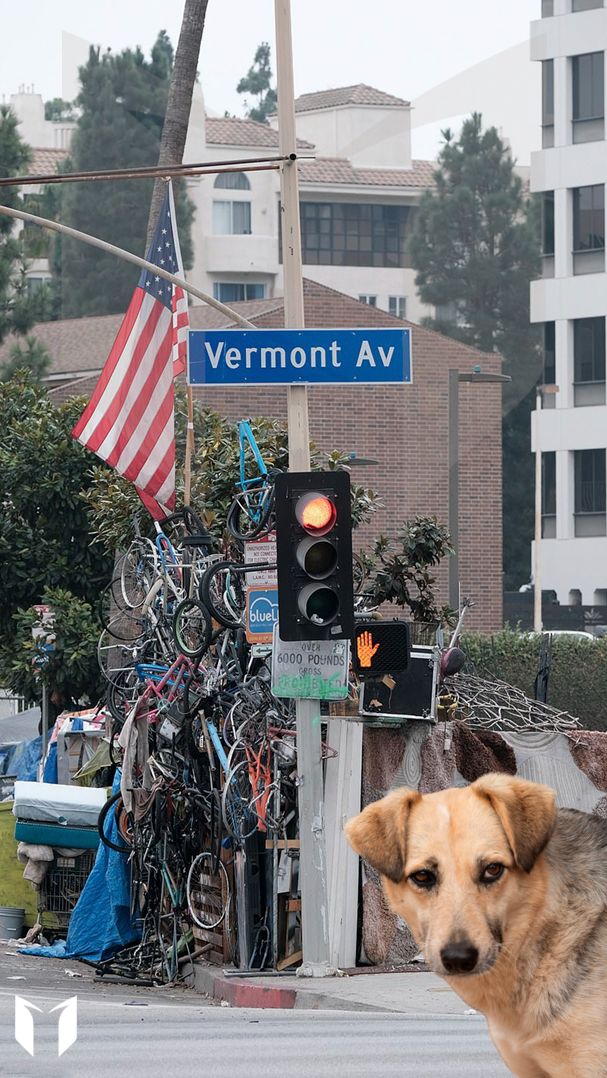 Бездомные используют собак, чтобы «проверять» наркотики
