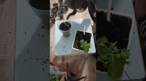 Пикировка рассады баклажанов 00007621.mp4