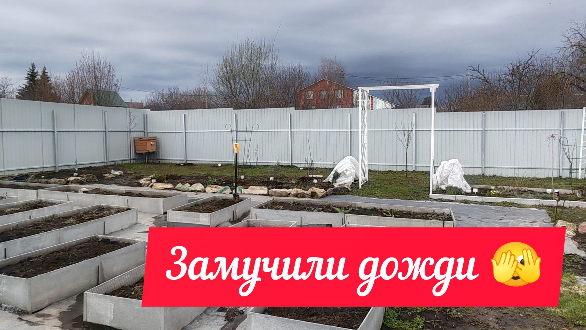 Дожди.Сад болеет.Препараты для Хвойных.