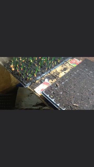 рассада#первый опыт#